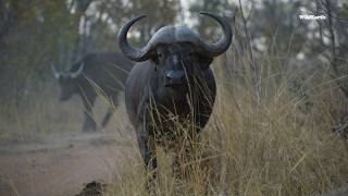 The beautiful harmony between buffaloes and oxpeckers [upl. by Noda]