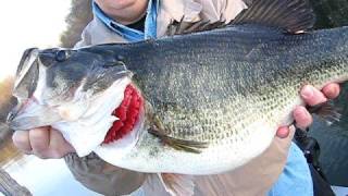 Giant Lake Fork Bass [upl. by Ahsemrak]