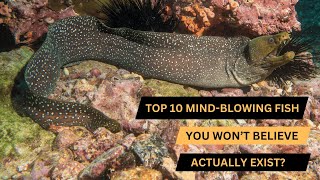 10 Unbelievable Fish You Won’t Believe Actually Exist [upl. by Von]