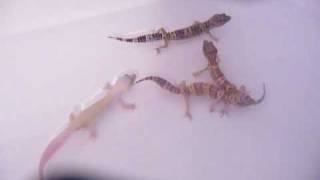 Leopard Geckos BathingSwimming [upl. by Laetitia245]