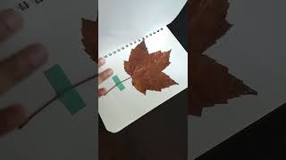 My Collections of Maple Leaf  Canada colorfularts artistpainting arts mapleleaves canada [upl. by Oiram548]