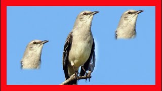 Tropical Mockingbird Song Tropical Mockingbird Call  Sinsonte Tropical Canto  Mimus Gilvus [upl. by Ignatzia]