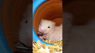 syrian hamster babys growing up new baby buy cute lovely [upl. by Durkin]