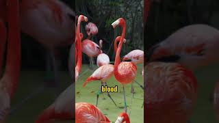 why do flamingos share blood with their young shorts wildanimalfacts animalcuriosities [upl. by Rats360]