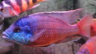 Protomelas Taeniolatus Super Red Empress African Cichlid Malawi [upl. by Mann]