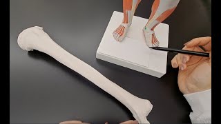 Anatomy of Tibia  Made so Easy [upl. by Silda]