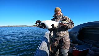 Layout boat hunting divers in Quebec  Eider hunt in layout boat  Le Goose Shack outfitters [upl. by Nava]