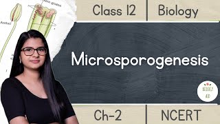 Class 12  Microsporogenesis  NCERT Hindi [upl. by Adkins85]