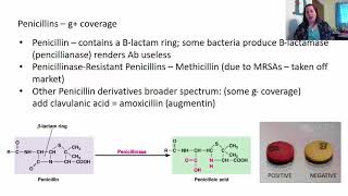 Chapter 20 Antimicrobial Drugs [upl. by Savell]