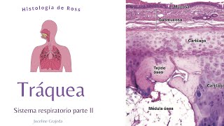 Tráquea  Sistema respiratorio II  Histología de Ross [upl. by Atikin]