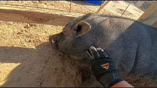 Petting Pumbaa 3 Pumbaa Returns [upl. by Wilmar]