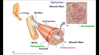 Epimysium Perimysium and Endomysium  Identify the structures with me [upl. by Cairistiona]