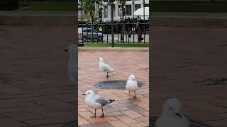 Redbilled gull travel newzealand [upl. by Micco]