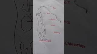 Nice drawing Structure of EUGLENA and Labeled diagram 💯🔥 [upl. by Nadabus]