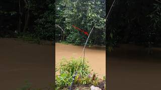 SENSASI BERBEDA SAAT MANCING IKAN BAUNG SUNGAI pemancingblusukan baungbesar mancingikanbaung [upl. by Sauncho184]