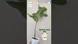 Fiddleleaf fig  Ficus lyrata garden indoorplants cheapest nursery online homedelivery best [upl. by Erdna752]