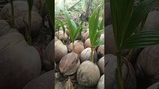 Coconut seeds prepared for planting in natural green plantations around home nature countryside [upl. by Sydel]