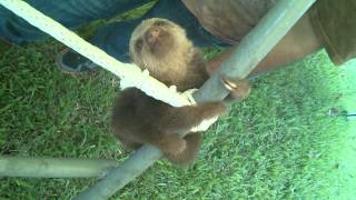 Baby Sloths on a Jungle Gym [upl. by Navannod]