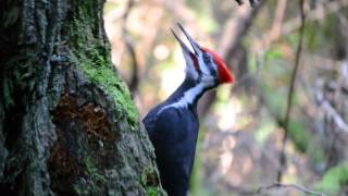 Pileated Woodpecker pecking and calling [upl. by Ruthven]