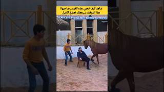 شاهد كيف تحمي هذه الفرس صاحبها‼️ هذا الموقف سيجعلك تعشق الخيل [upl. by Sirahc]