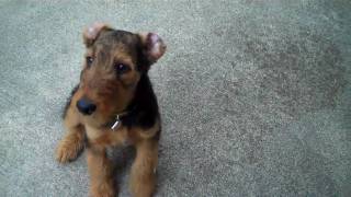 AIREDALE PUPPY AT 12 WEEKS [upl. by Iaj]