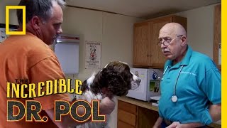 Saving the Family Dog  The Incredible Dr Pol [upl. by Yenttihw]