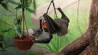 The eating Egyptian fruit bats [upl. by Ydniahs]