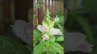 White Turtlehead Flowers in Bloom naturelovers nature plants botany gardening garden [upl. by Crescantia]