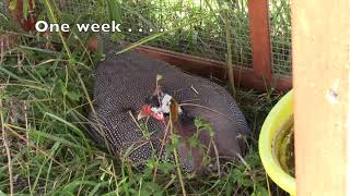 Successful Guinea Fowl Nest Outdoors [upl. by Thorin]