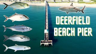 Fishing Deerfield Beach Pier  Florida Bonito Amberjack Mackerel Bluefish Blktip Blue Runner [upl. by Simmie]