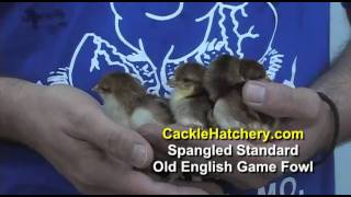 Spangled Standard Old English Game Fowl Chicken Breed  Cackle Hatchery [upl. by Isabeau]