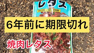 【焼肉レタス】6年前に有効期限切れの種の種まき サニーレタス チマサンチュ 品種トジョンマットLL アタリヤ農園 チウラム剤処理済み1回 [upl. by Elocel]