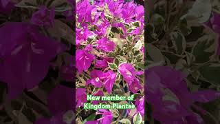 BOUGAINVILLEA SPECTABILIS NEW MEMBER OF KINGDOM PLANTAE [upl. by Sophi]