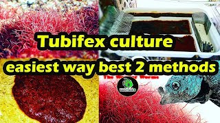 mastering tubifex worm culture  A step by step Guide to Successful culturing tubifexwormculture [upl. by Lorin965]