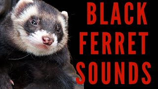 HOW DOES A BLACK FERRET SOUND  Black Footed Ferret Sound Effects  maktubytv [upl. by Ahsuatan]