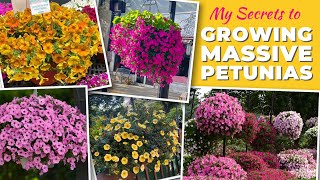 My Secrets to Growing Massive Petunias [upl. by Adnohs]