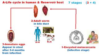 GIT module Fasciola in liver [upl. by Namya]