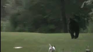 Jack Russell Terrier vs Adult Black Bear [upl. by Main557]