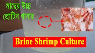 যেভাবে সহজে মাছের উচ্চ প্রোটিন খাবার Brine Shrimp চাষ করবেন। How to Culture Brine Shrimp for Fish [upl. by Bellda]