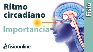 ⏱️Ritmo CIRCADIANO qué es IMPORTANCIA y CONSEJOS✅ [upl. by Persse]