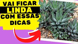 Aprenda como cuidar de HAWORTHIA FASCIATA com 6 DICAS INCRÍVEIS [upl. by Yenaiv]