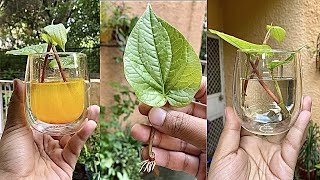 पान की बेल कैसे लगाएं How to grow amp care Betel leaf Plant Vine [upl. by Natalie]