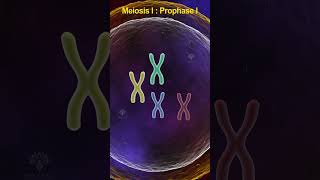 Prophase 1 meiosis  meiosis cell division shorts shortsvideo [upl. by Joslyn]