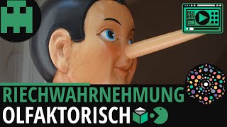 Riechwahrnehmung │Biologie Lernvideo Learning Level Up [upl. by Atled]