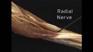 ЛУЧЕВОЙ НЕРВ  N Radialis [upl. by Tilly]