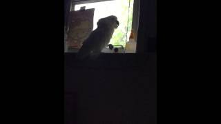 Cockatoo barking like a dog [upl. by Aidni]