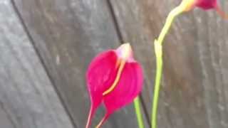 Orchid care growing Masdevallia Angel Heart Orchid [upl. by Tergram938]