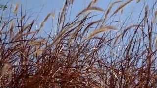 Phleum Pratense or TimothyGrass as Ornamental Plant [upl. by Nevek]