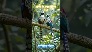 दुनिया की सबसे सुंदर पक्षी the most beautiful bird in the world shorts trending viral [upl. by Elwyn941]