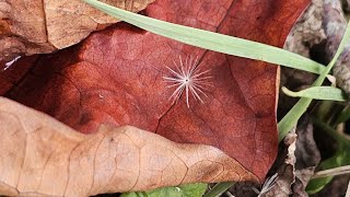 Herfstblad met zaadpluisje [upl. by Ocirled]